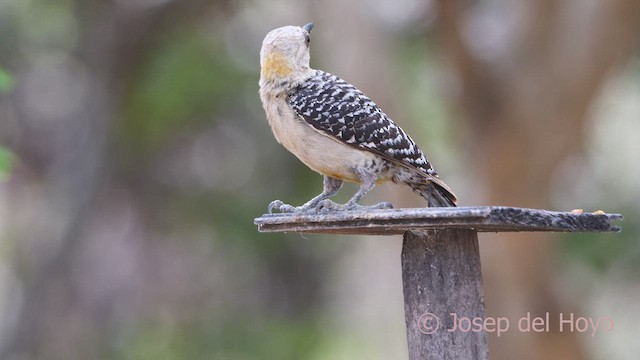 Red-crowned Woodpecker - ML611459364