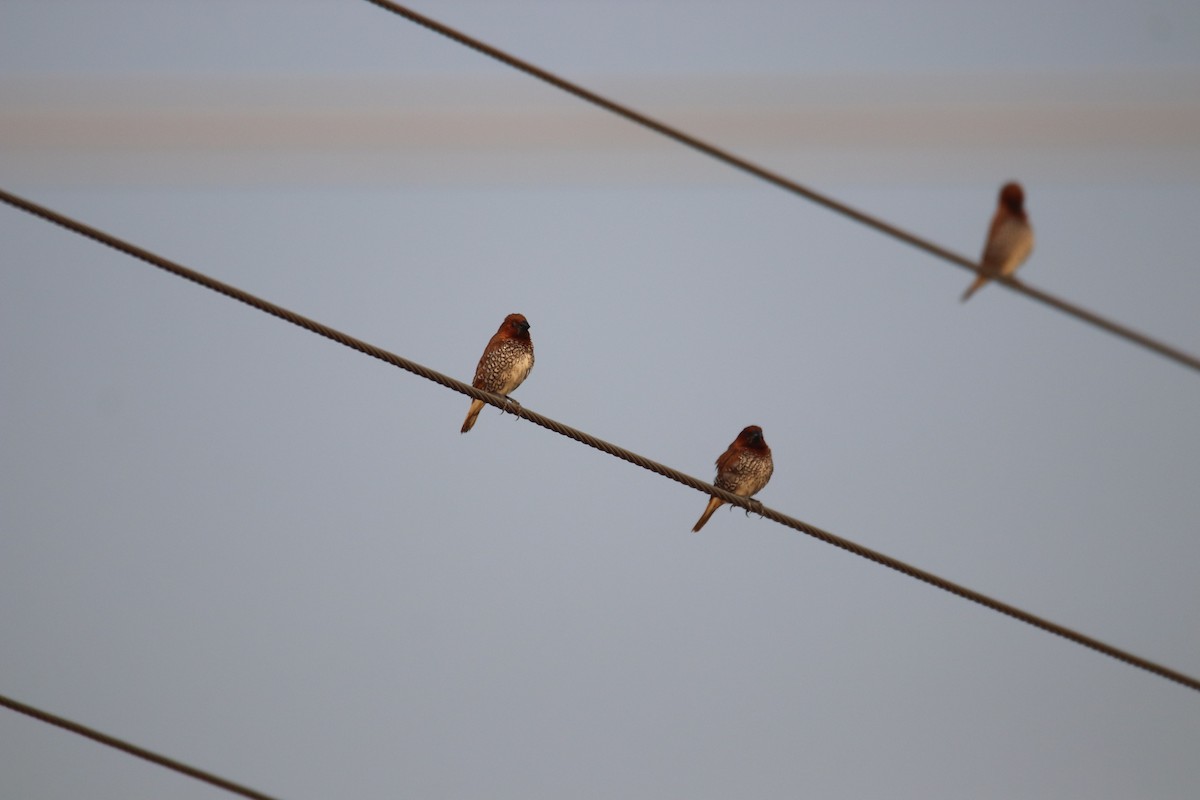 Scaly-breasted Munia - Praveen H N