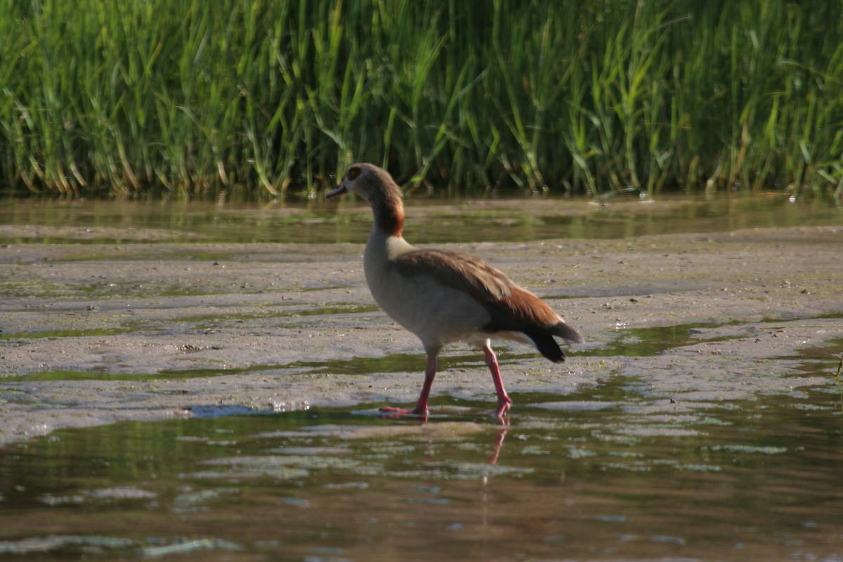 Egyptian Goose - Guy RUFRAY