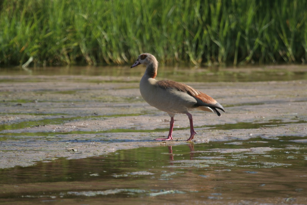 Egyptian Goose - ML611459502