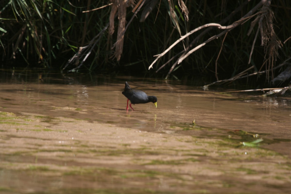 Black Crake - Guy RUFRAY