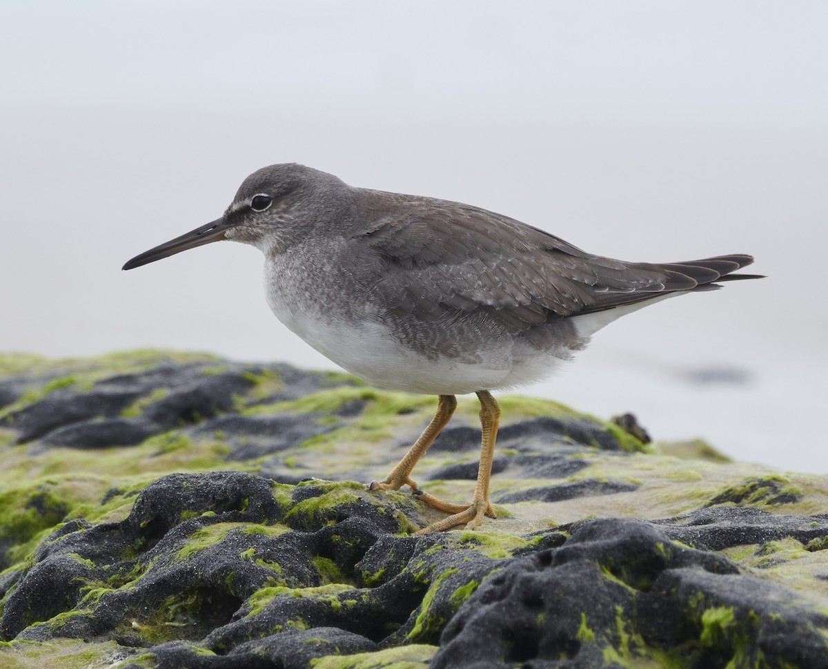 Wandering Tattler - Steven McBride