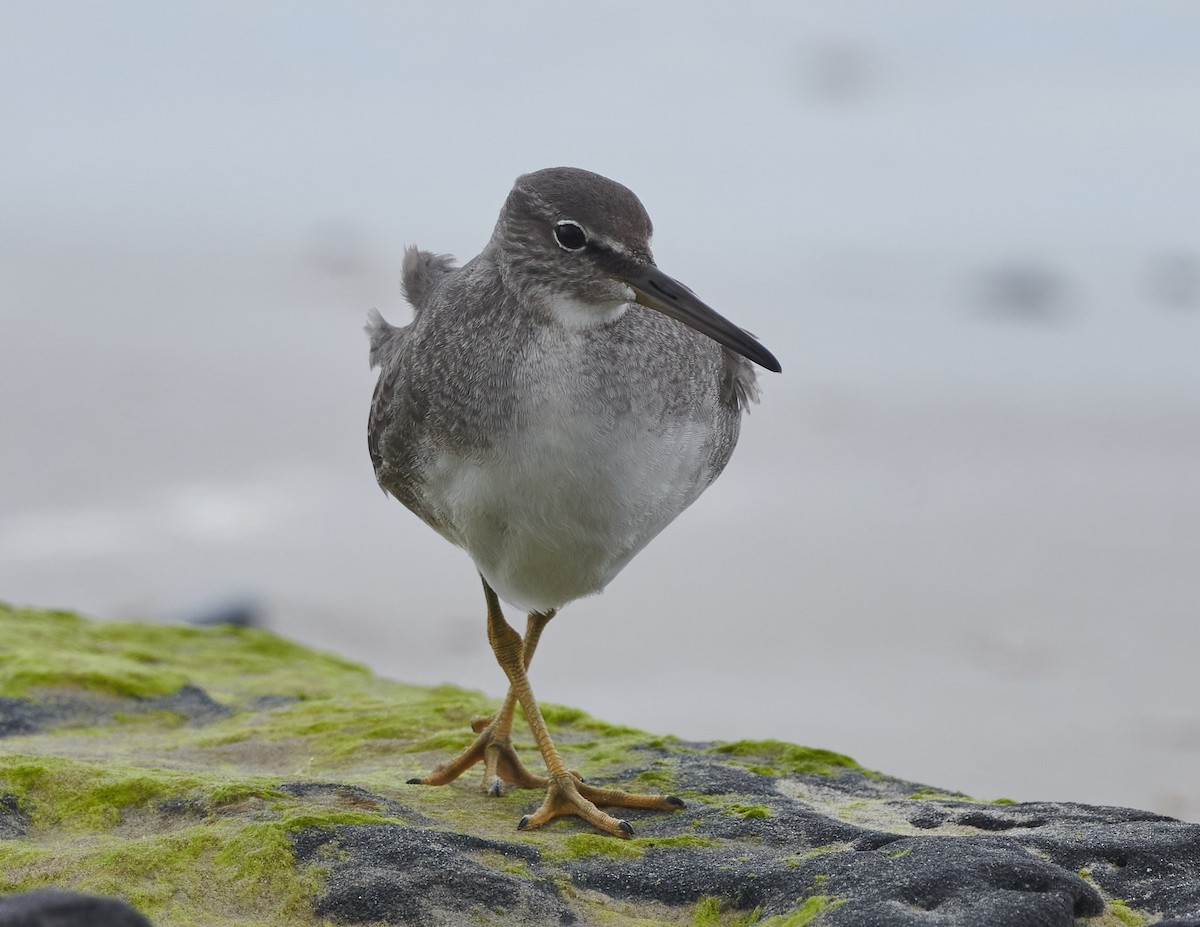 Wandering Tattler - ML611459546