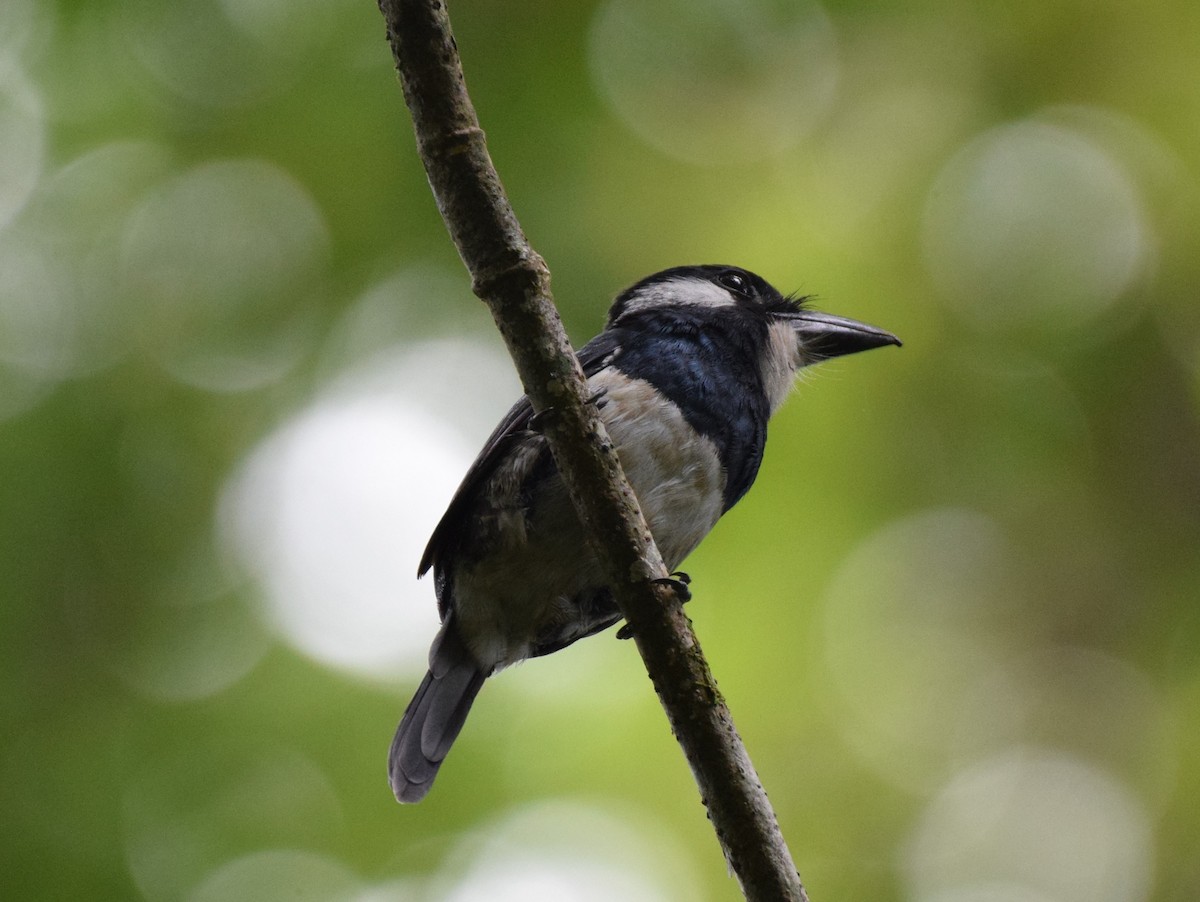 Black-breasted Puffbird - ML611459581