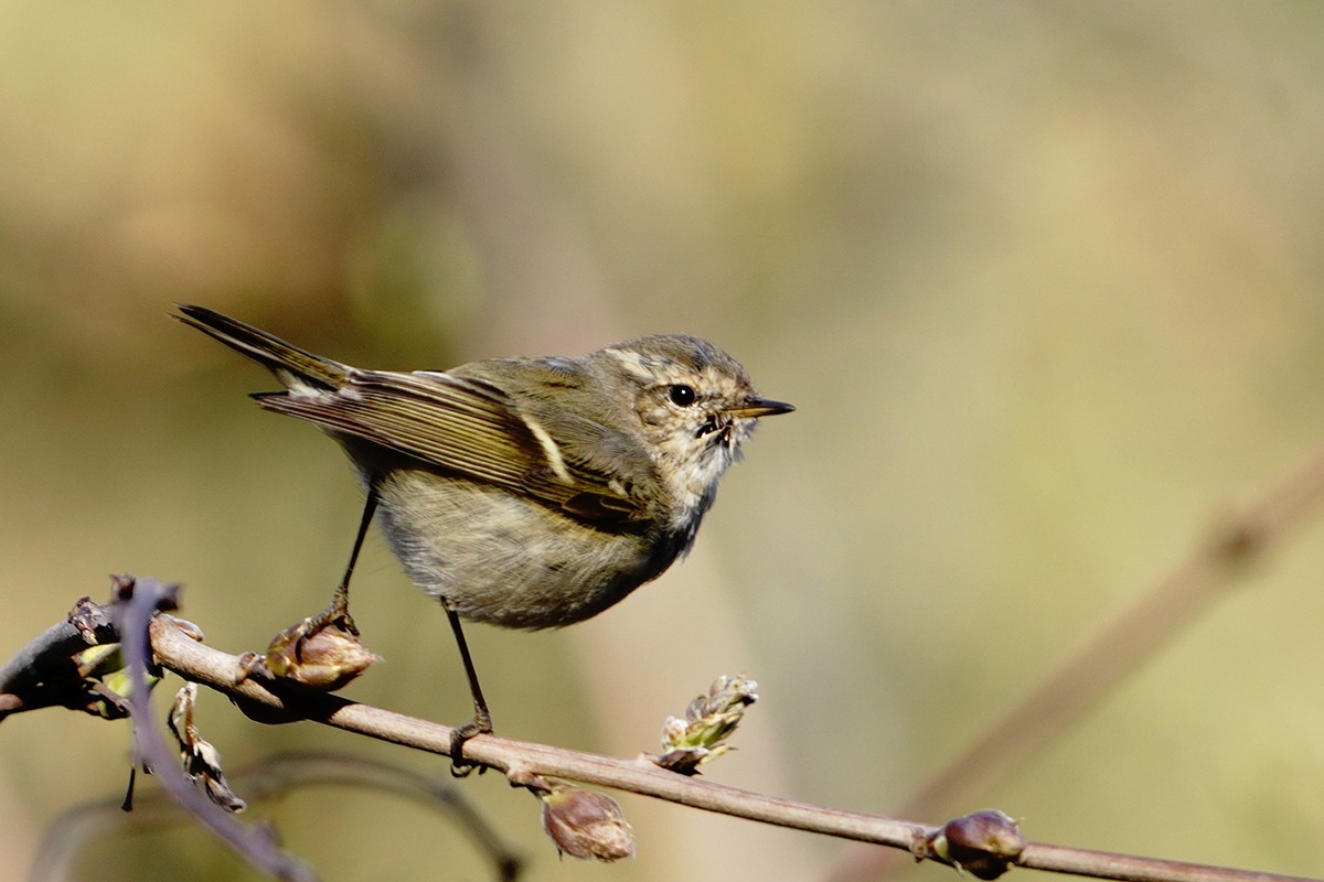 Hume's Warbler - ML611459582