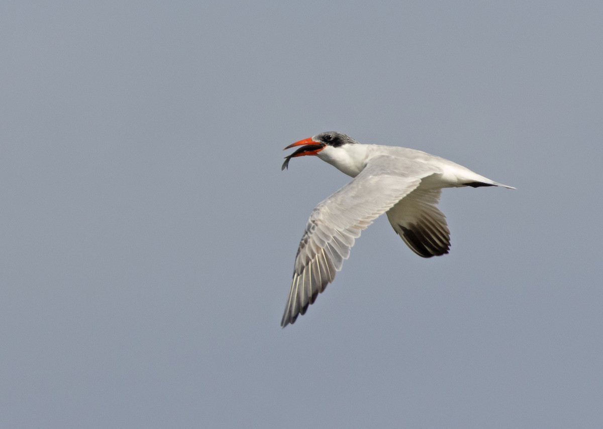 Caspian Tern - ML611459626