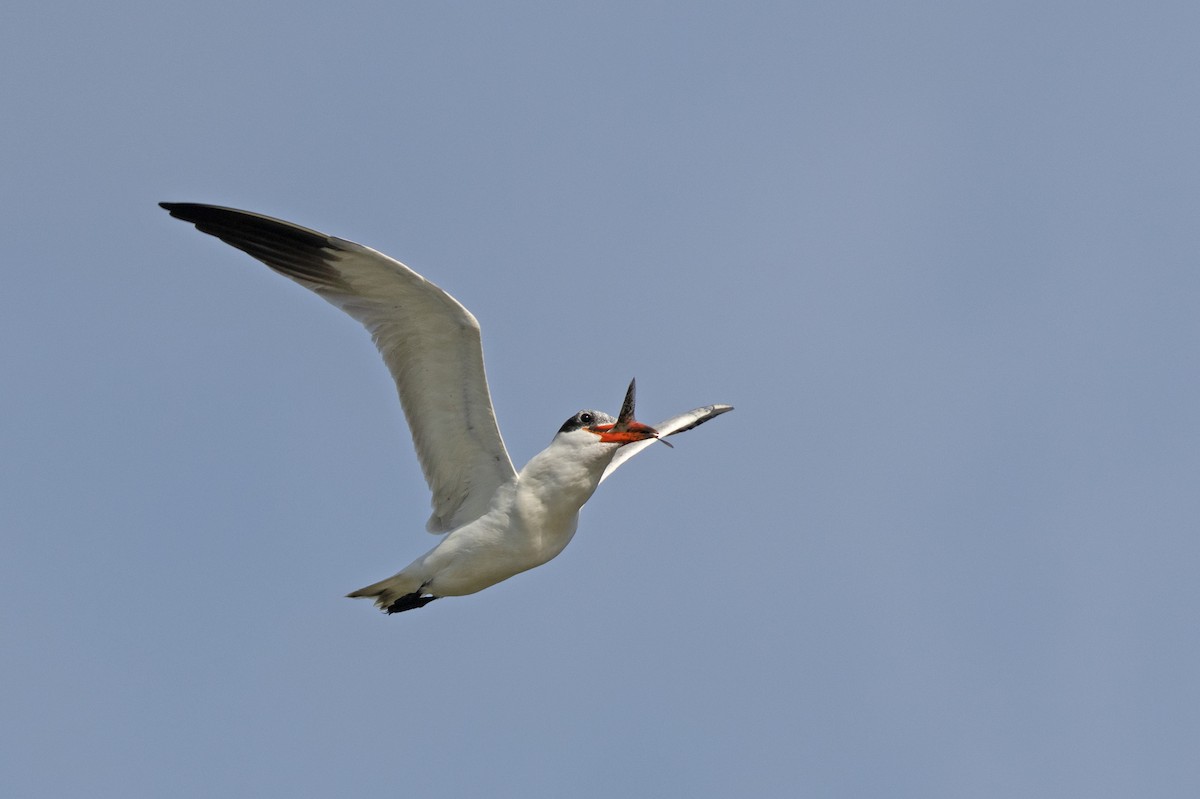 Caspian Tern - ML611459630