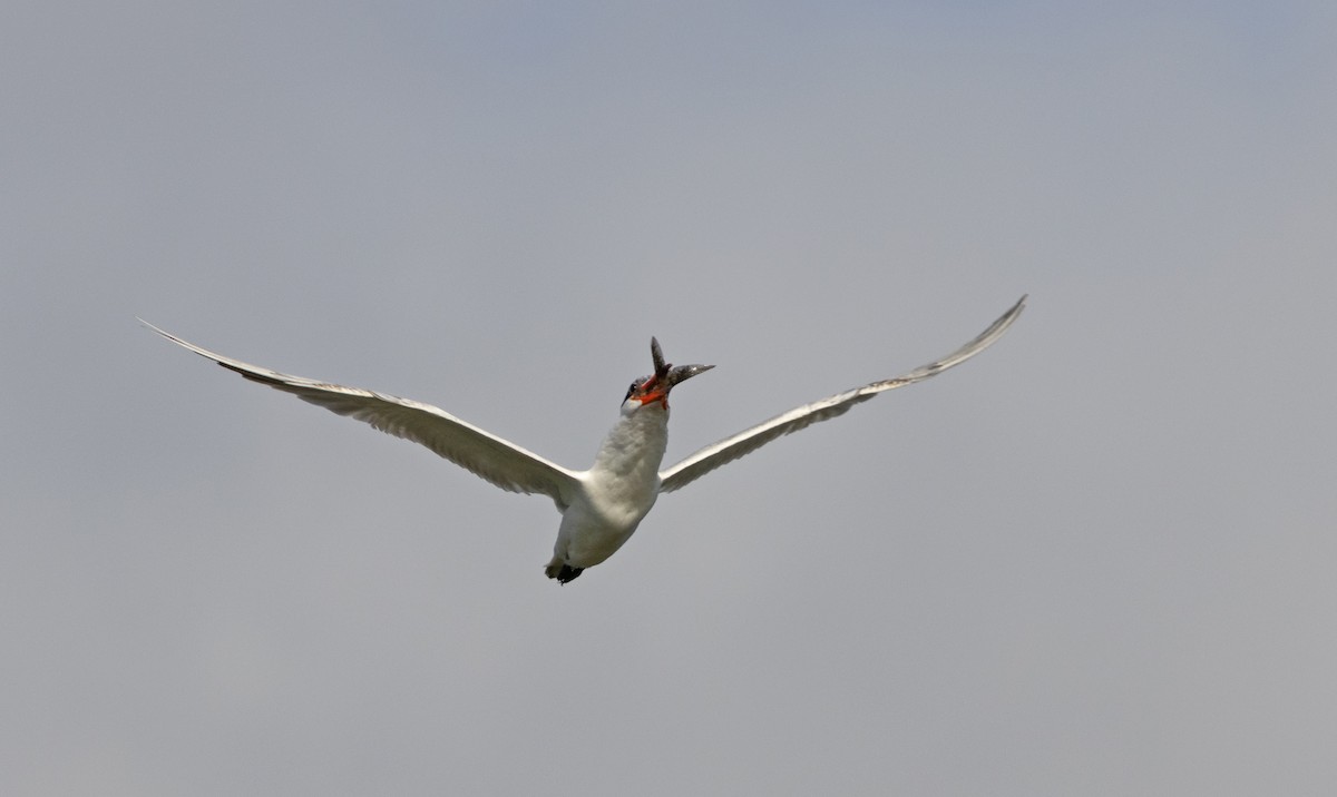 Caspian Tern - ML611459637