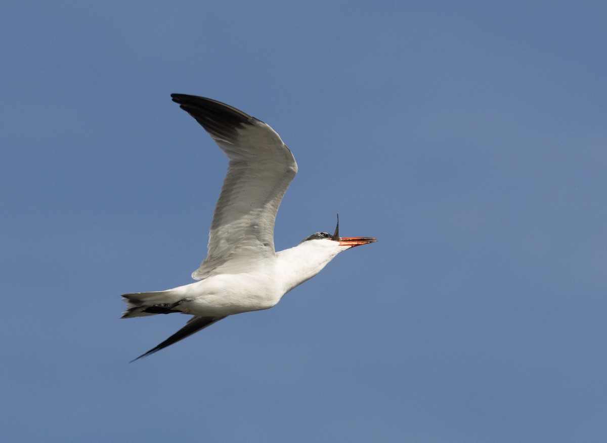 Caspian Tern - ML611459638