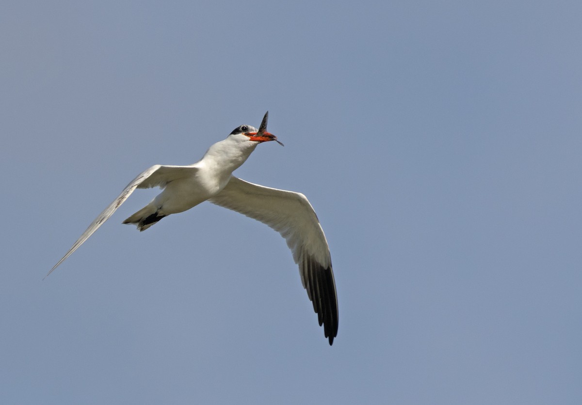 Caspian Tern - ML611459640