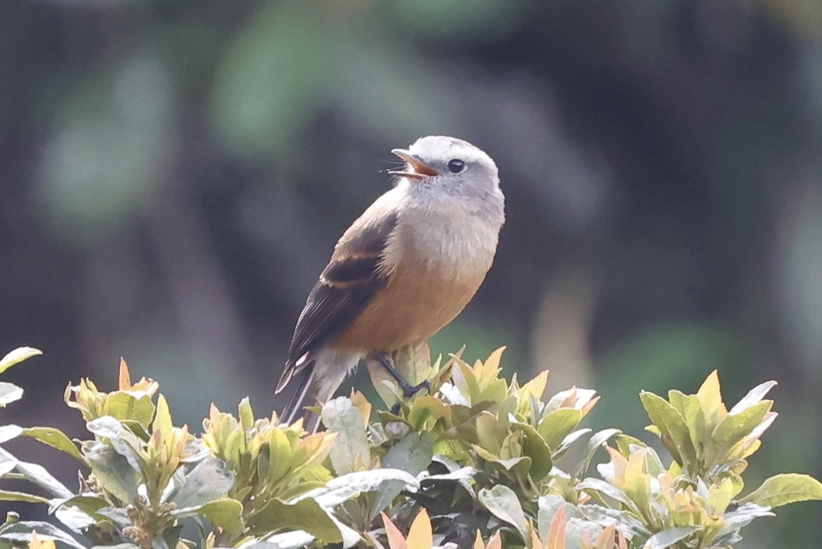 Brown-backed Chat-Tyrant - ML611459670