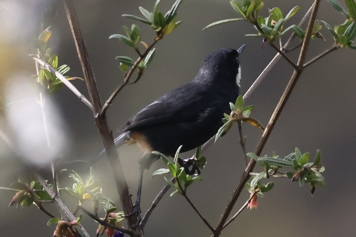 Moustached Flowerpiercer (albilinea) - ML611459675