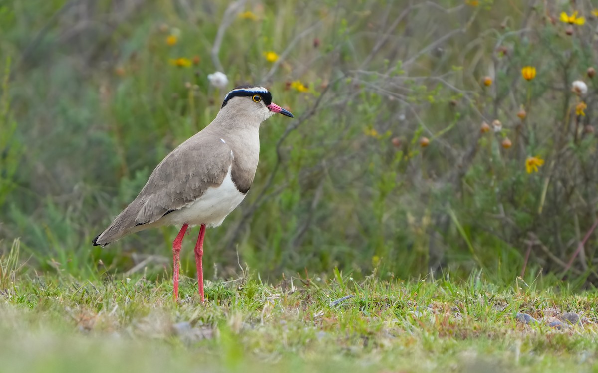 Crowned Lapwing - ML611459689