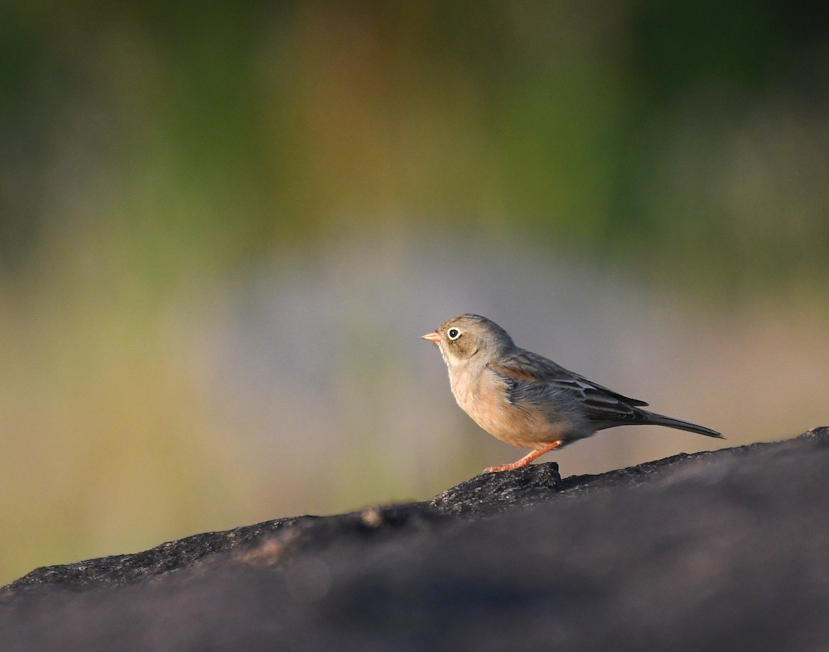 Gray-necked Bunting - ML611459695