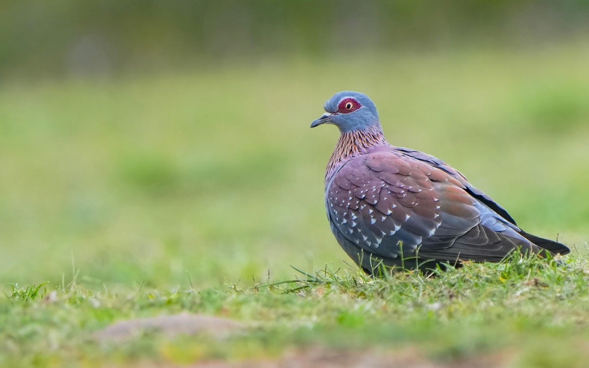 Speckled Pigeon - ML611459705