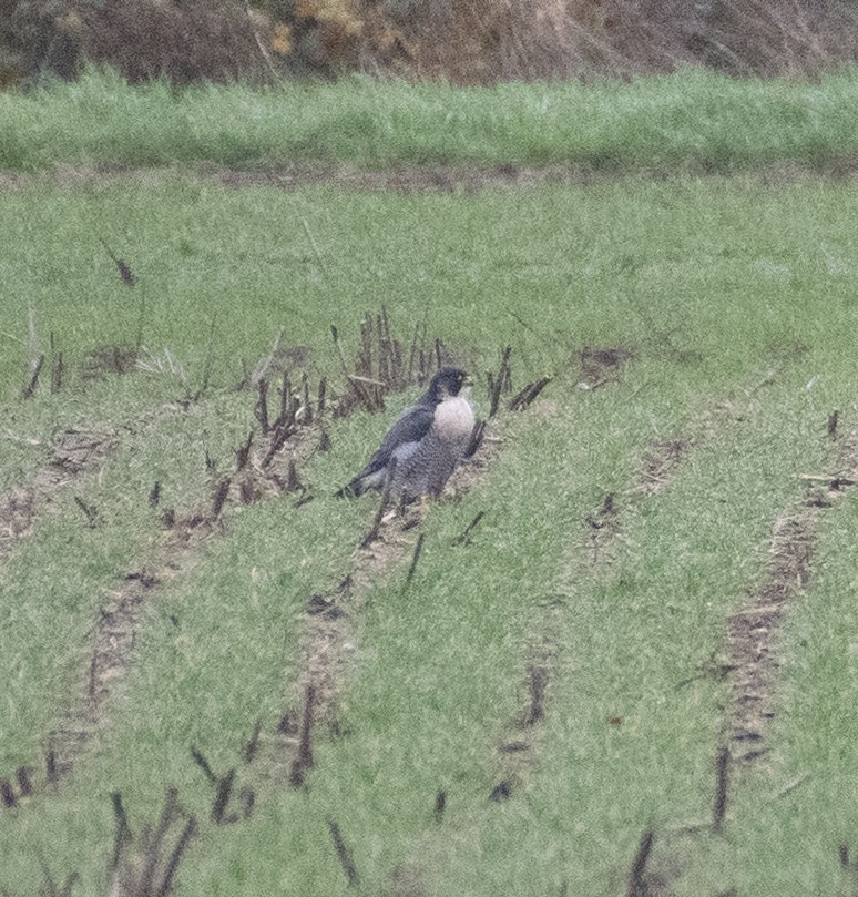 Peregrine Falcon - ML611459754