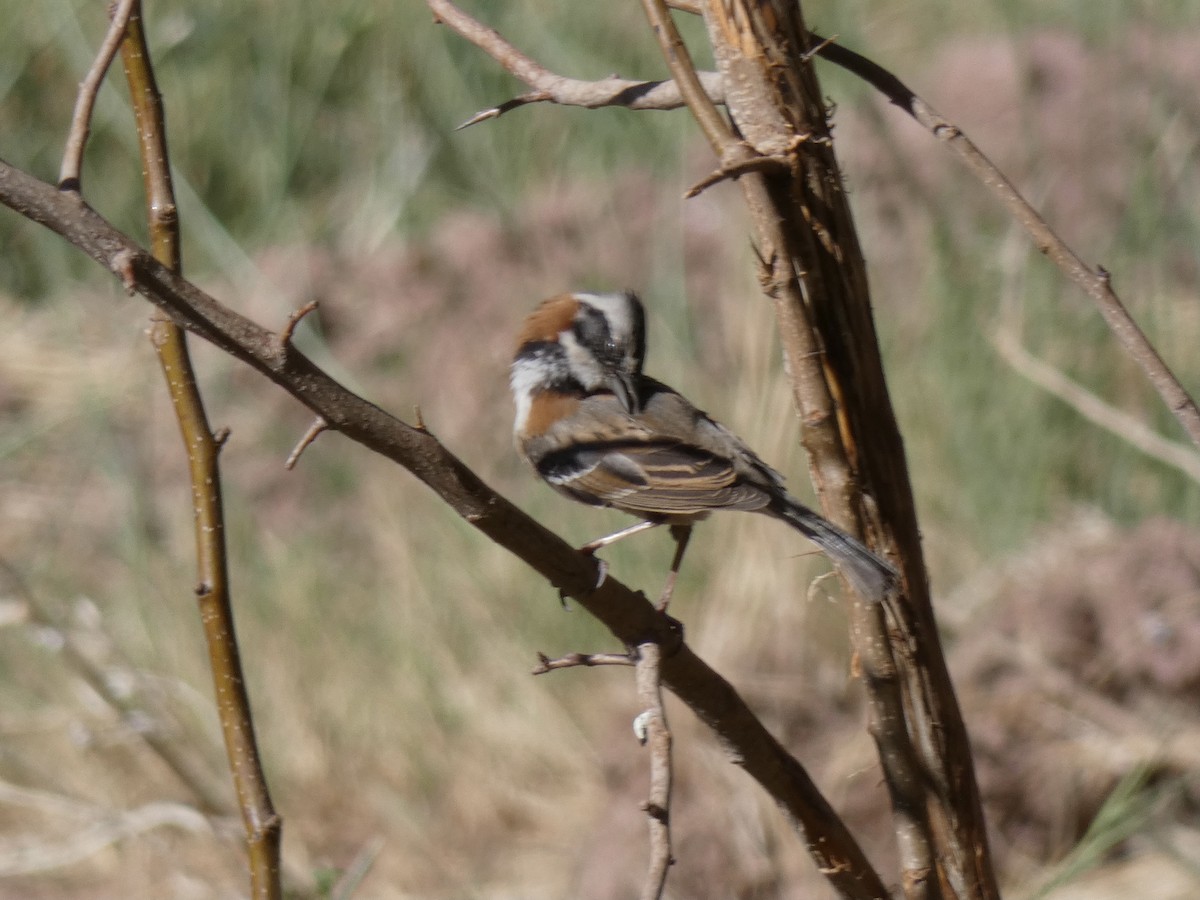 Rufous-collared Sparrow - ML611459759