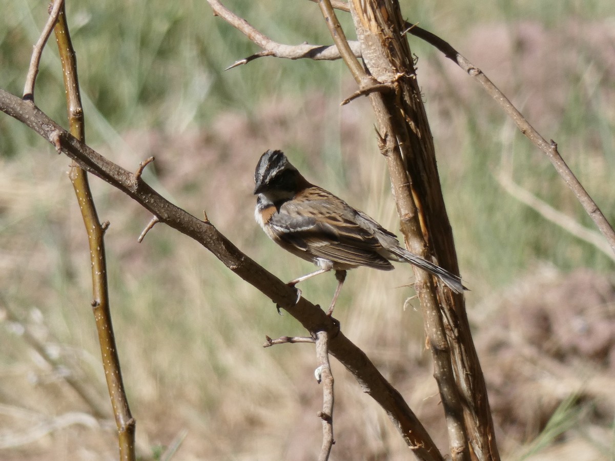 Rufous-collared Sparrow - ML611459760