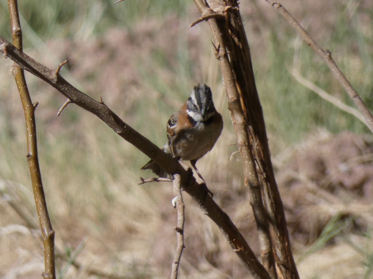 Rufous-collared Sparrow - Carlos Villaverde Castilla