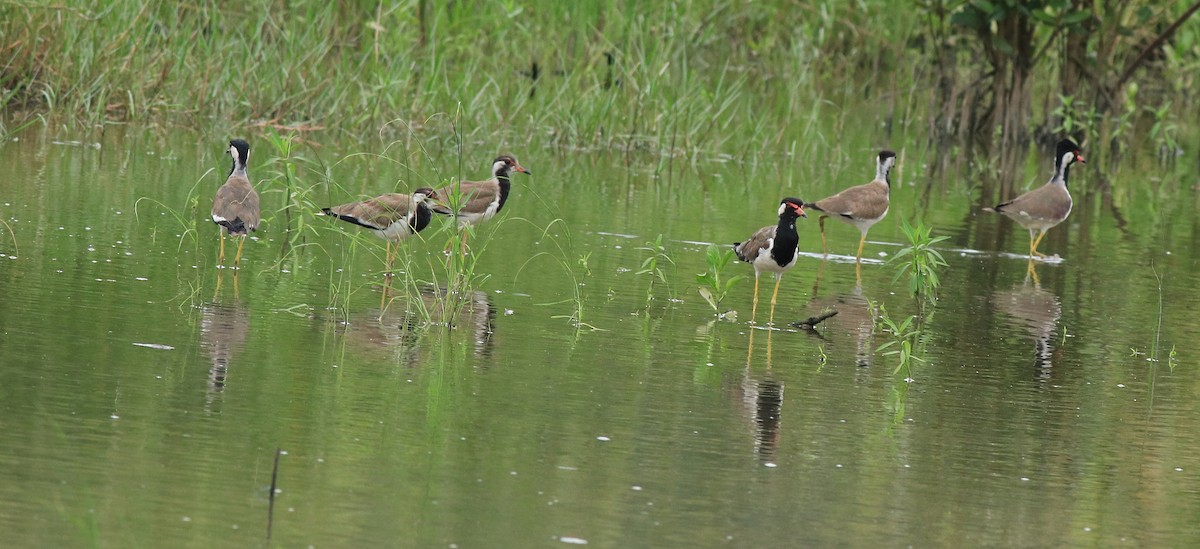 Red-wattled Lapwing - ML611459801