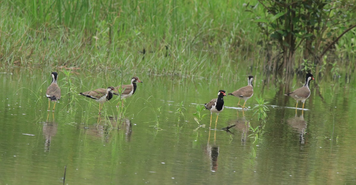 Red-wattled Lapwing - ML611459803