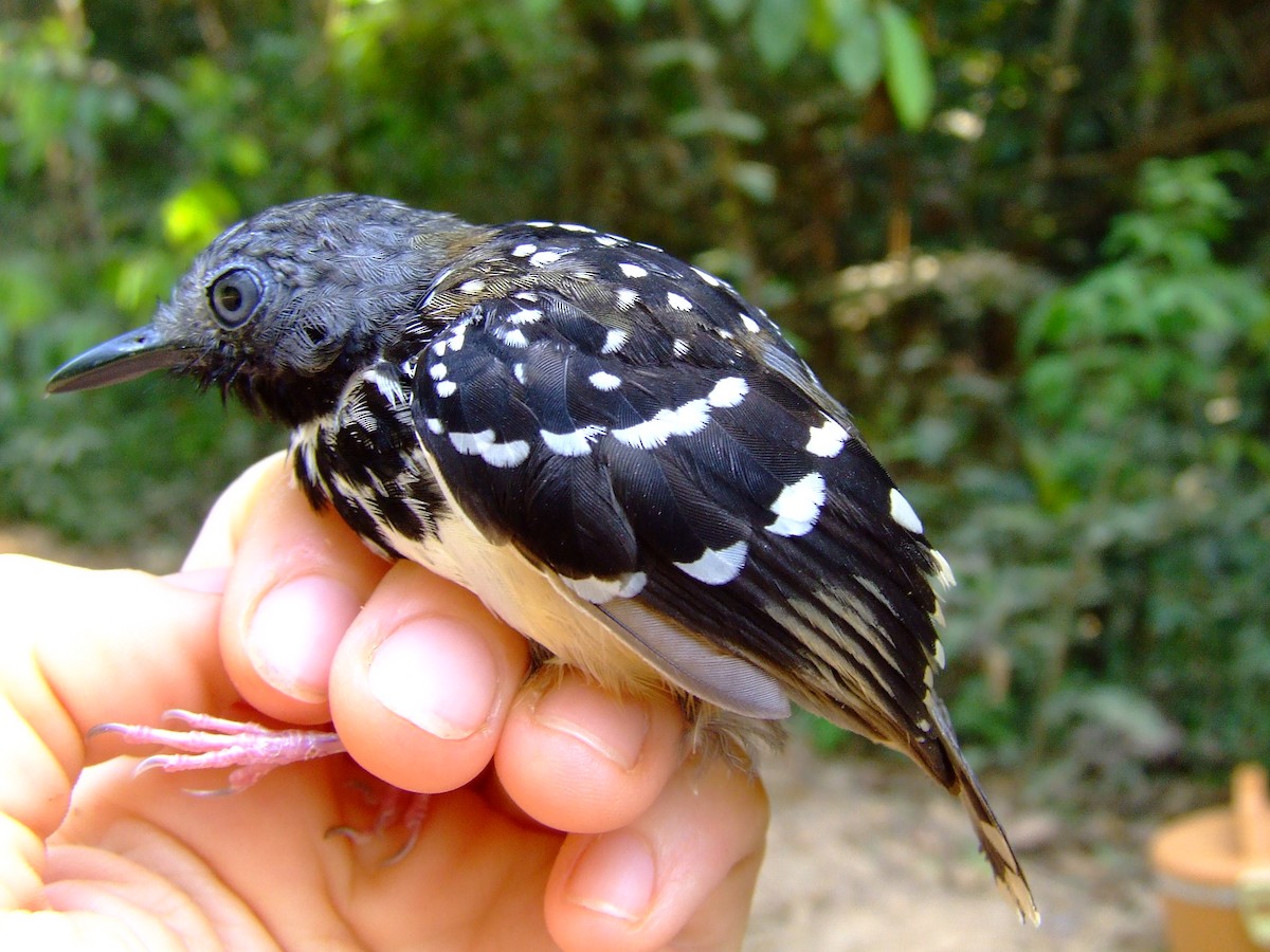 Spot-backed Antbird - ML611459818