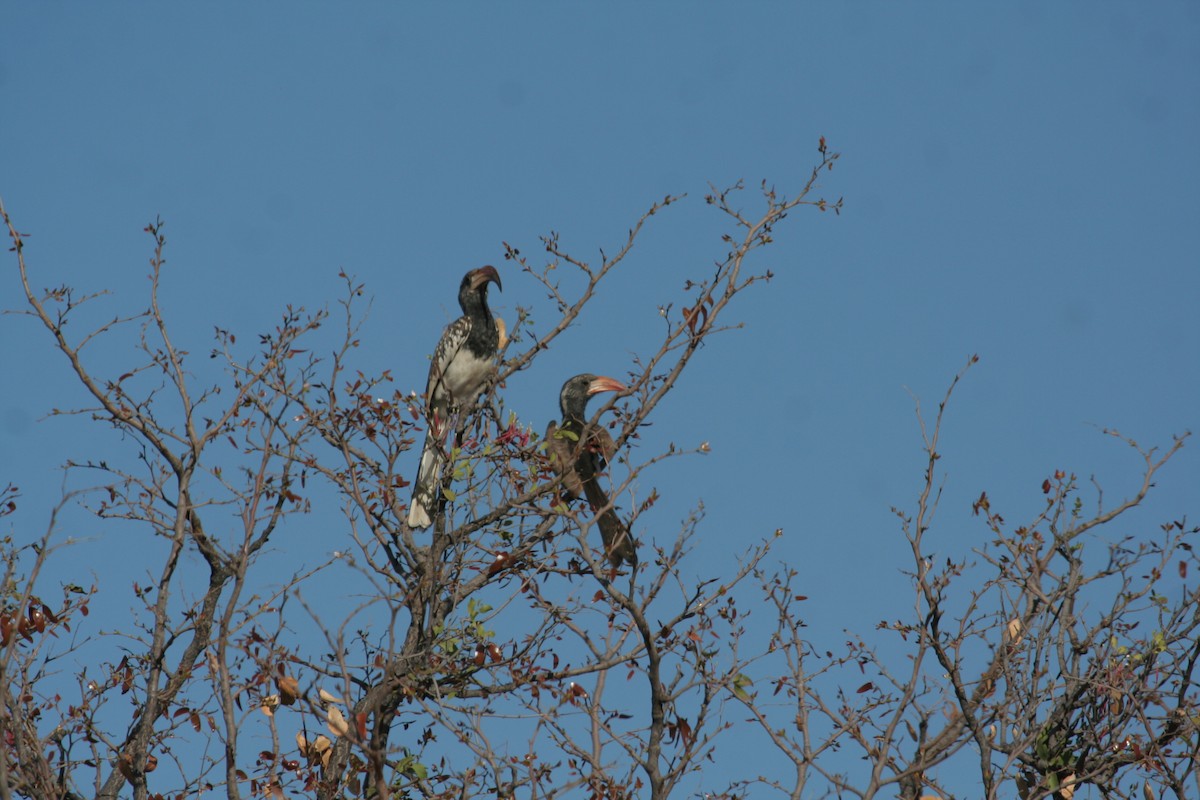 Monteiro's Hornbill - ML611459840