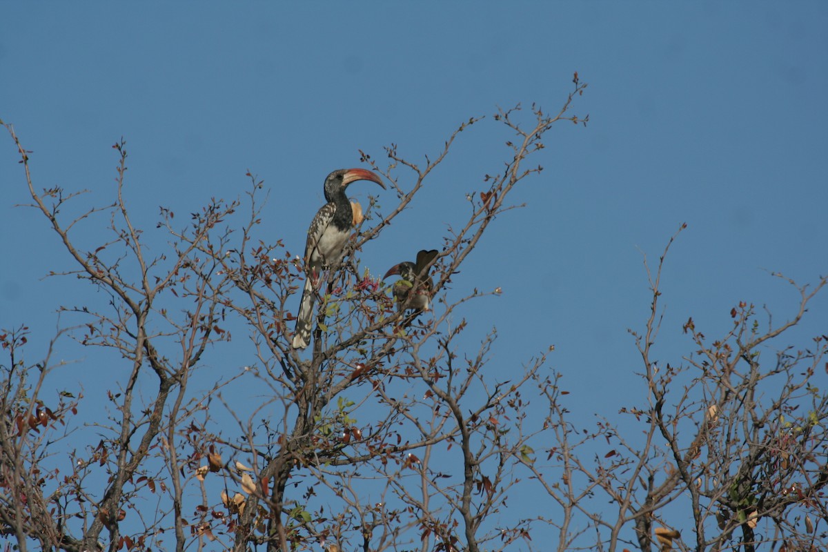 Monteiro's Hornbill - ML611459841