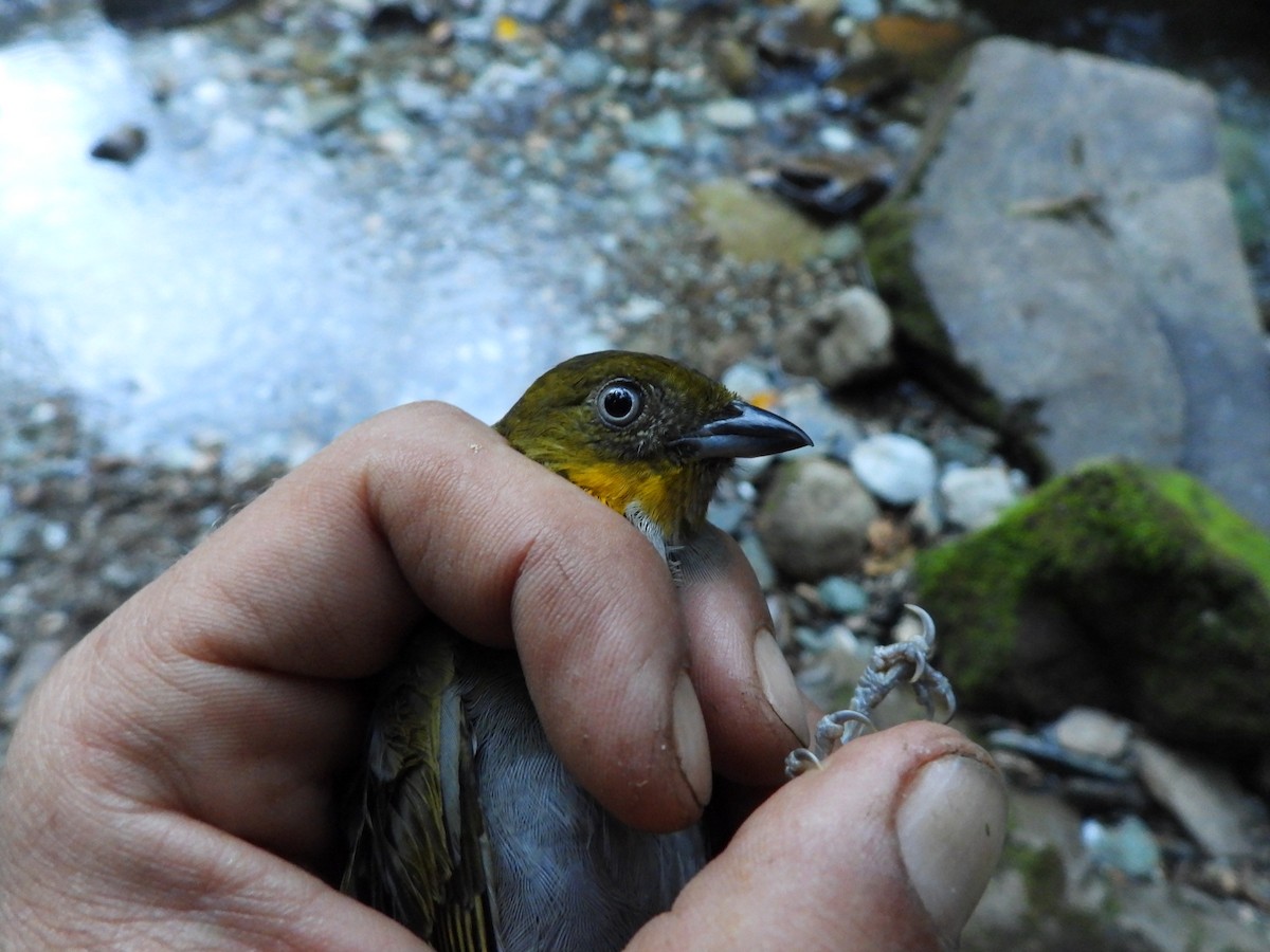 Short-billed Chlorospingus - Juan Aguilar