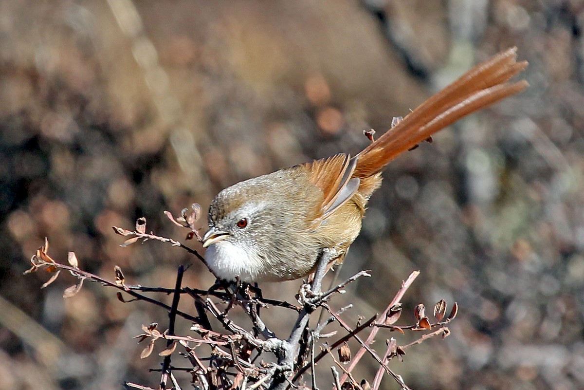Rufous-tailed Babbler - ML611459930