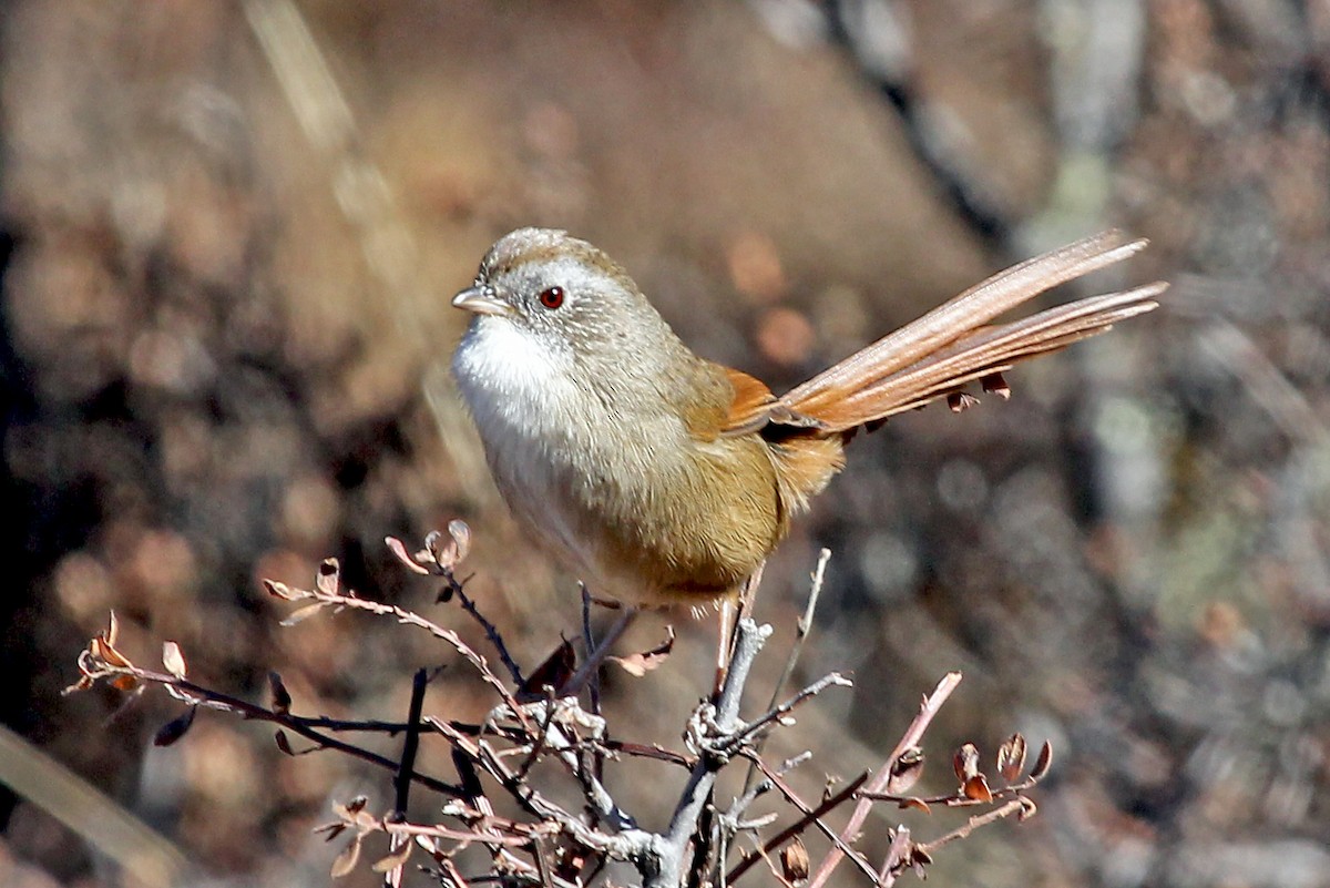 Rufous-tailed Babbler - ML611459932