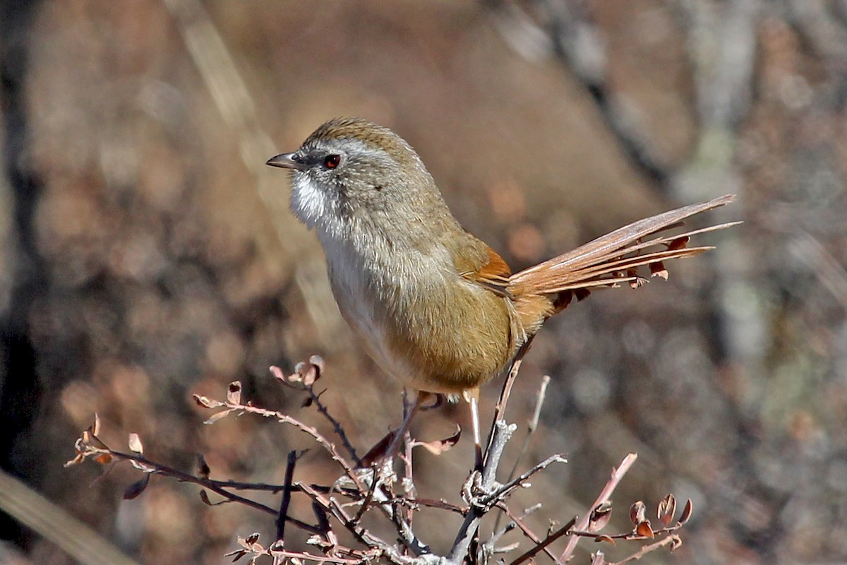 Rufous-tailed Babbler - ML611459933