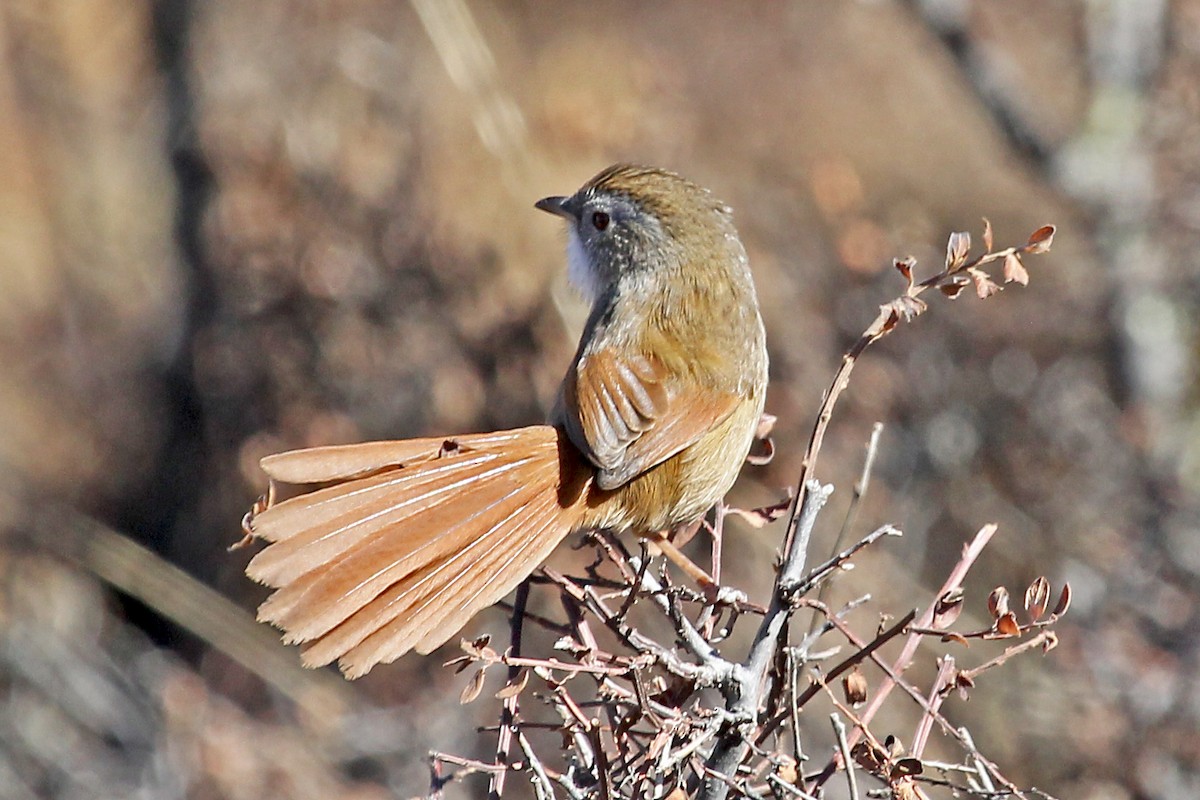 Rufous-tailed Babbler - ML611459936