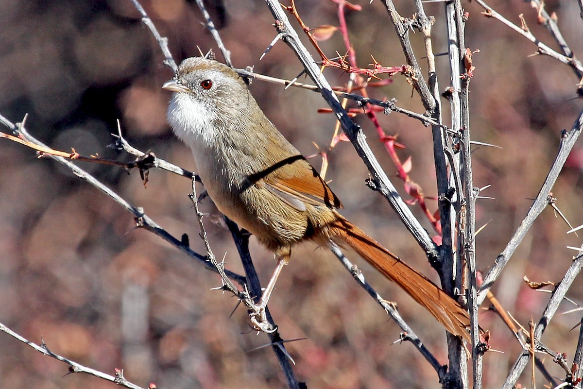 Rufous-tailed Babbler - ML611459937