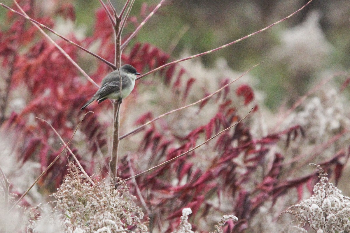 Eastern Phoebe - ML611459965