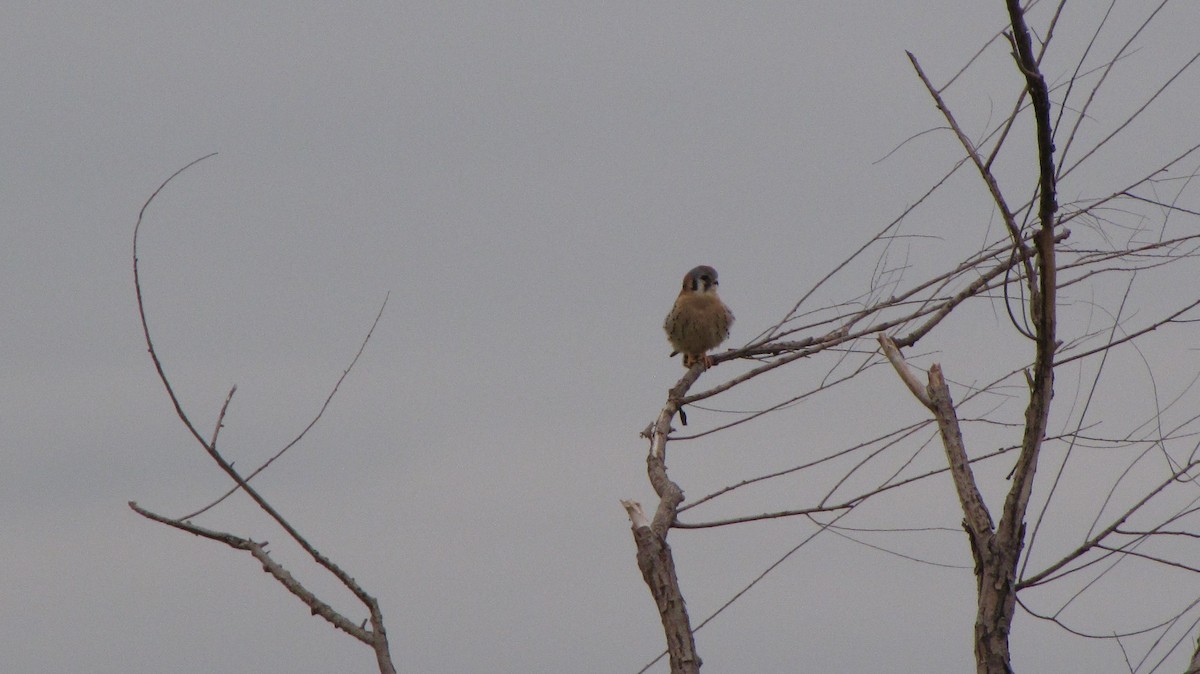 American Kestrel - ML611459974