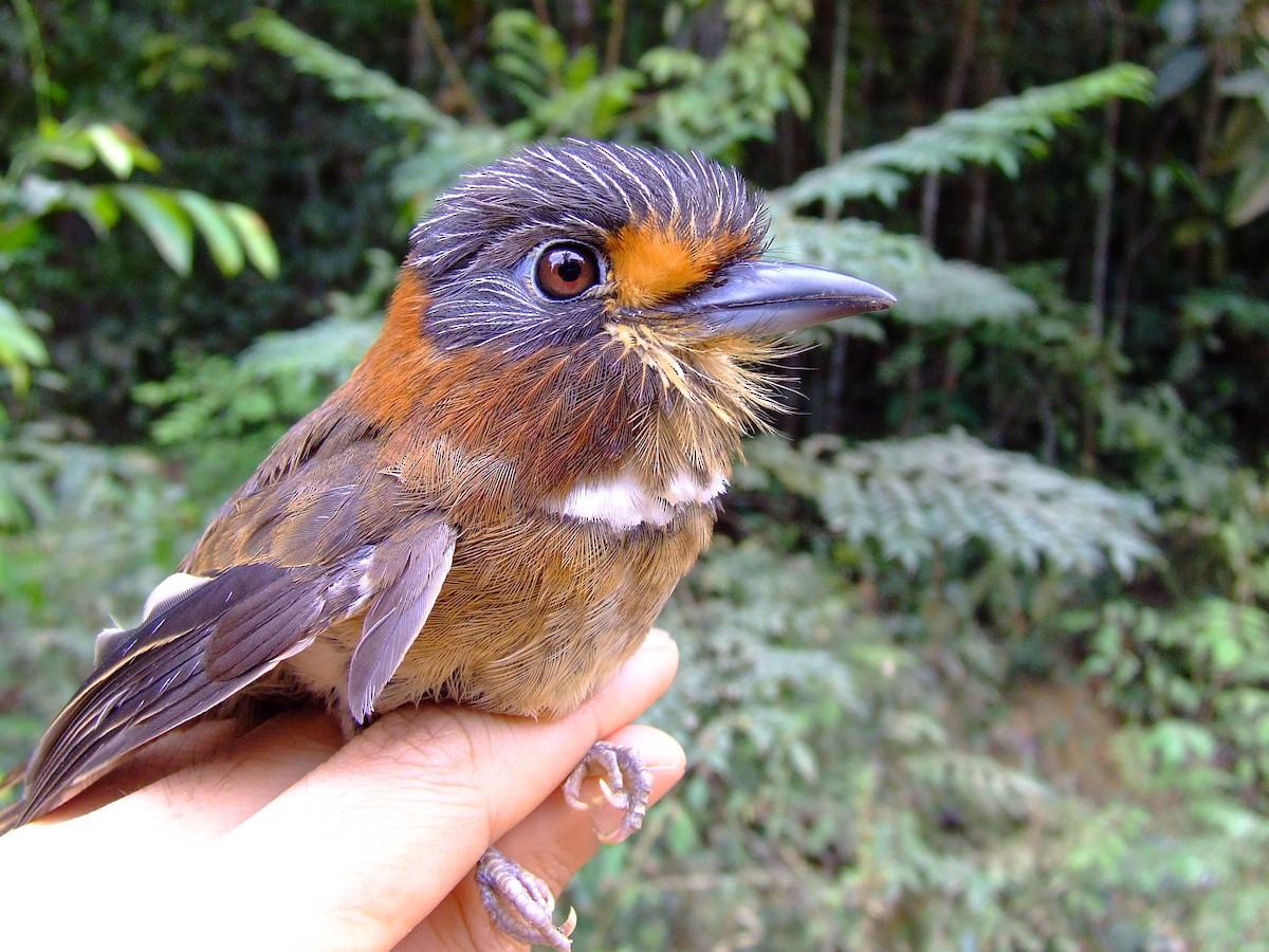 Rufous-necked Puffbird - ML611460049