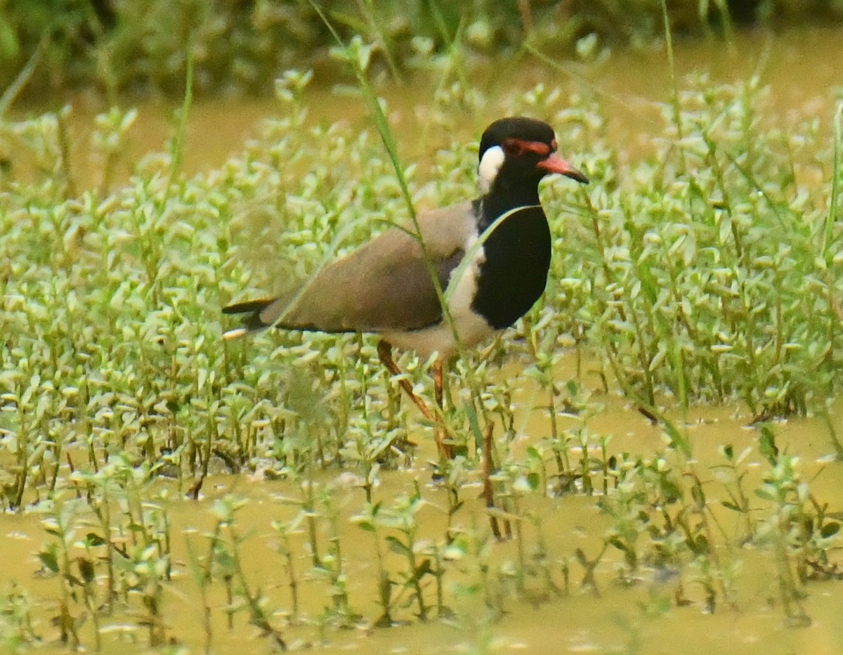 Red-wattled Lapwing - ML611460082