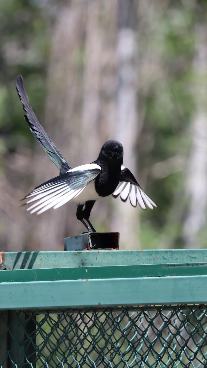 Eurasian Magpie - ML611460213