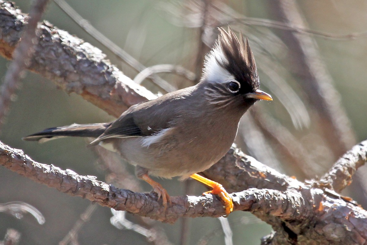 White-collared Yuhina - Phillip Edwards