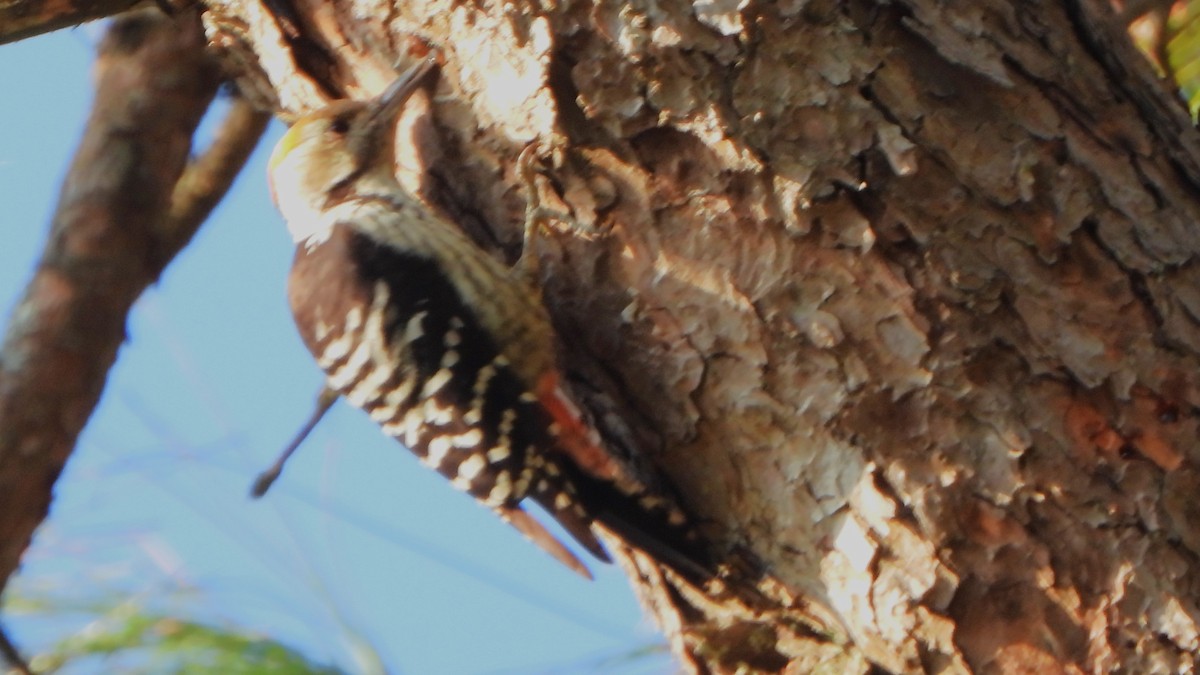 Brown-fronted Woodpecker - ML611460310