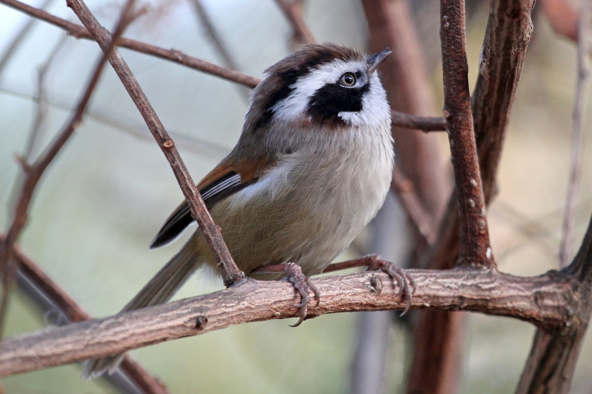 White-browed Fulvetta - ML611460374