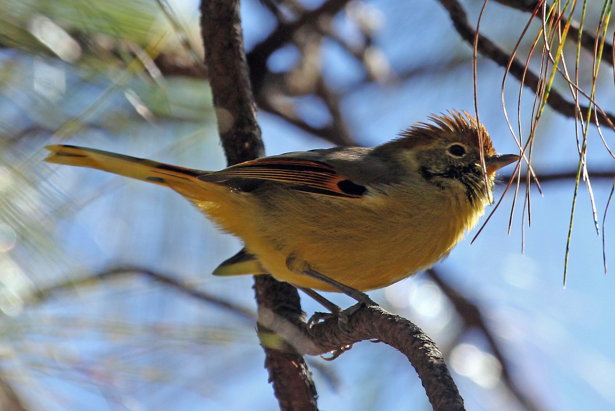 Chestnut-tailed Minla - ML611460399