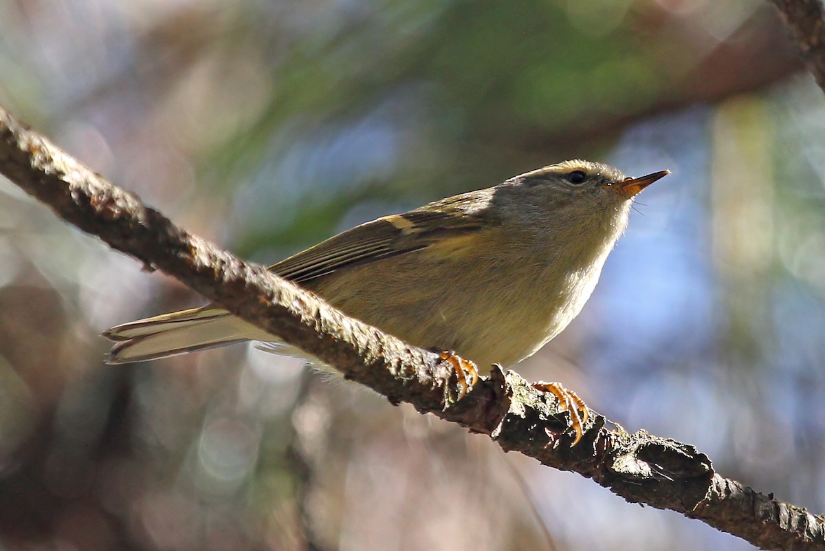 Buff-barred Warbler - ML611460432