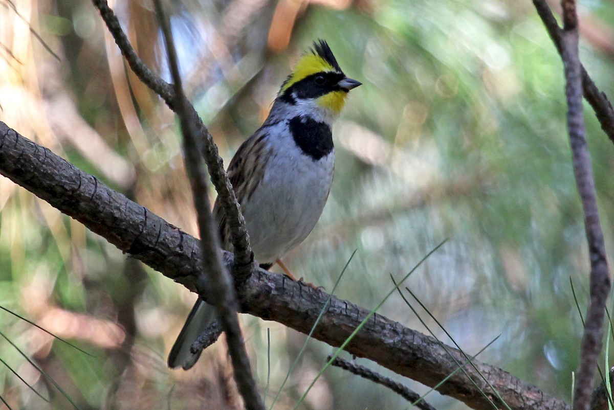 Yellow-throated Bunting - ML611460445