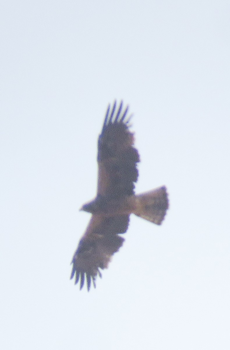 Booted Eagle - ML611460524