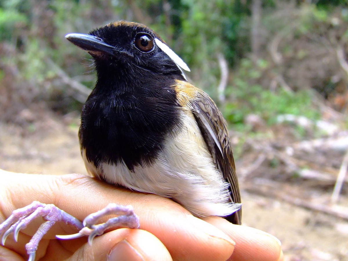 Black-breasted Gnateater - ML611460576