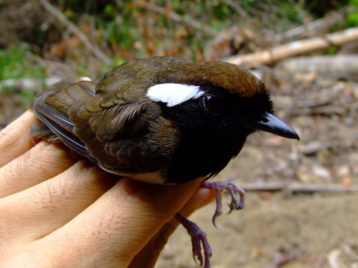 Black-breasted Gnateater - ML611460577