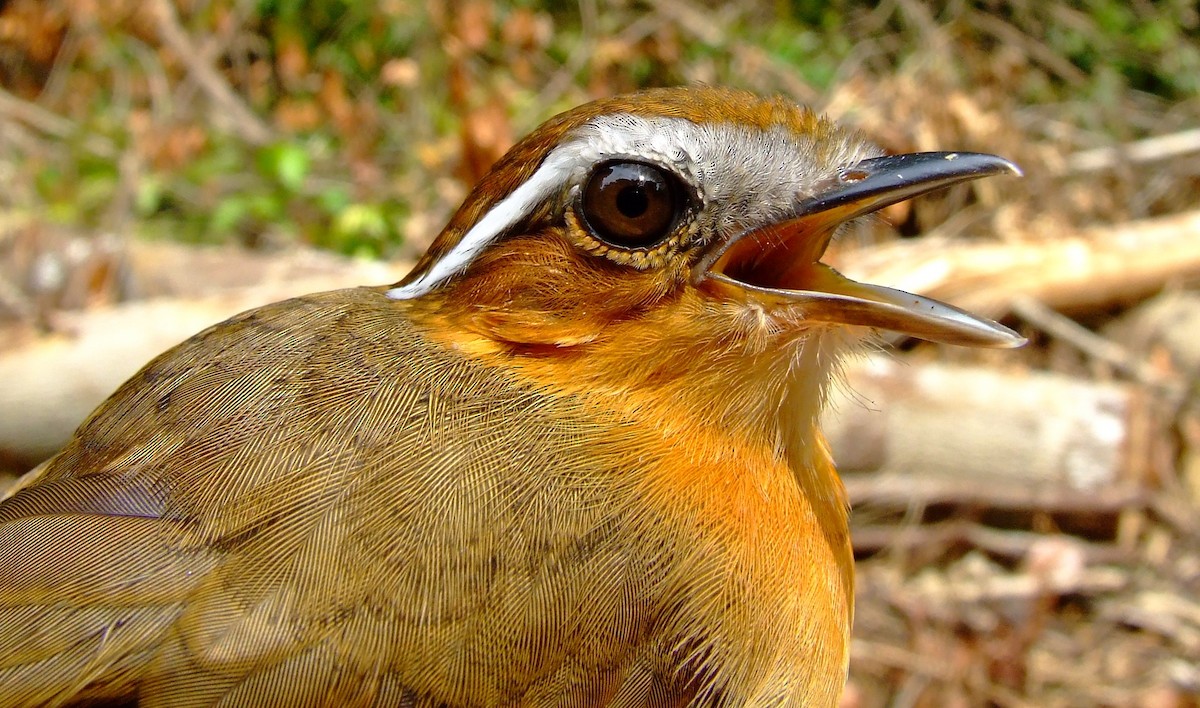 Black-breasted Gnateater - ML611460579