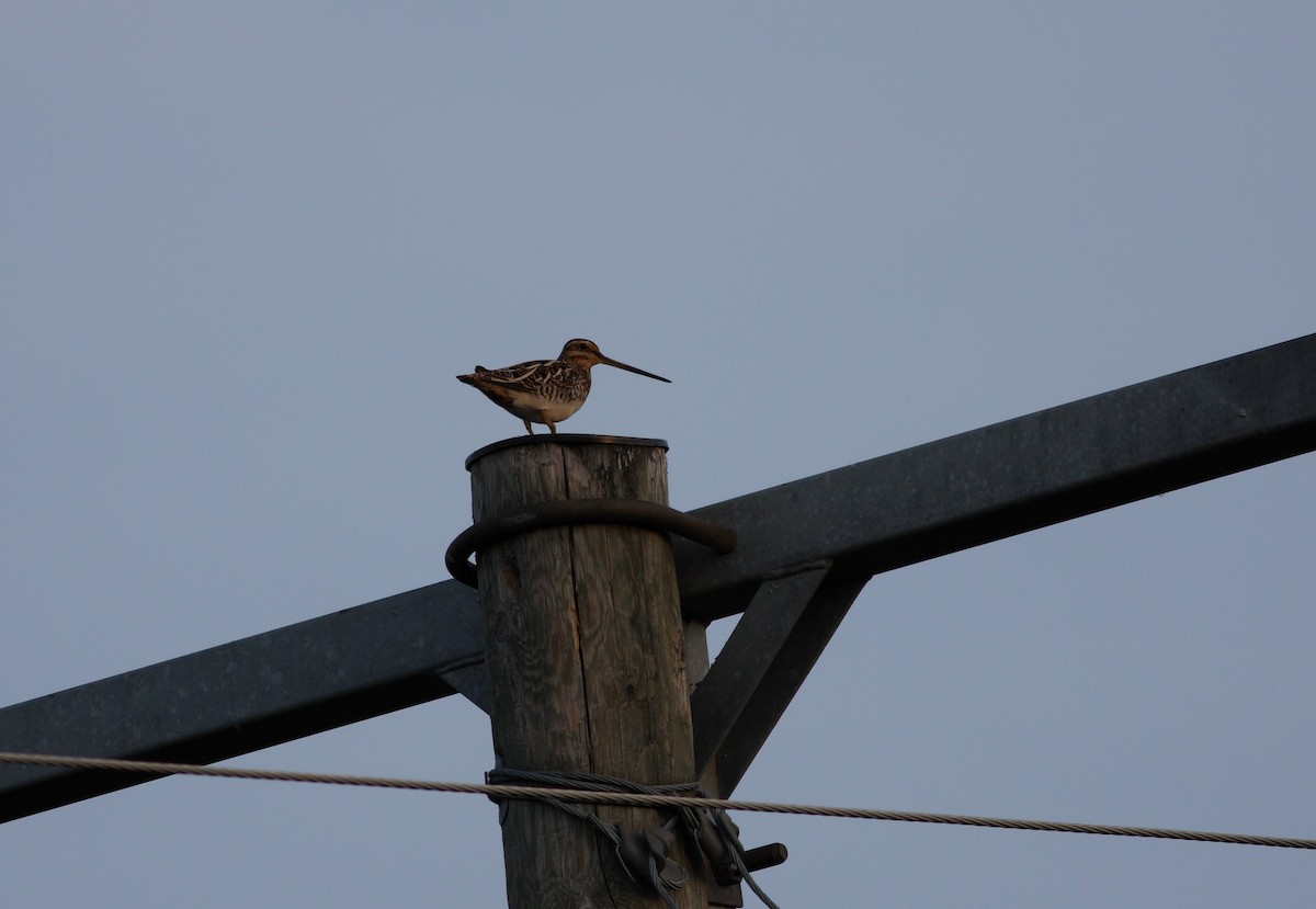 Common Snipe - ML611460597